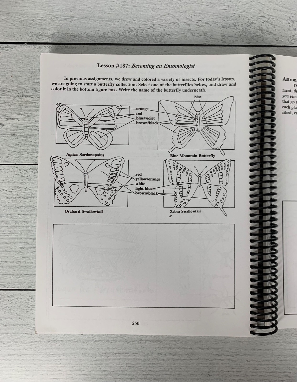 Feed My Sheep Art Curriculum Spiral bound by Barry Stebbing Book Homeschool