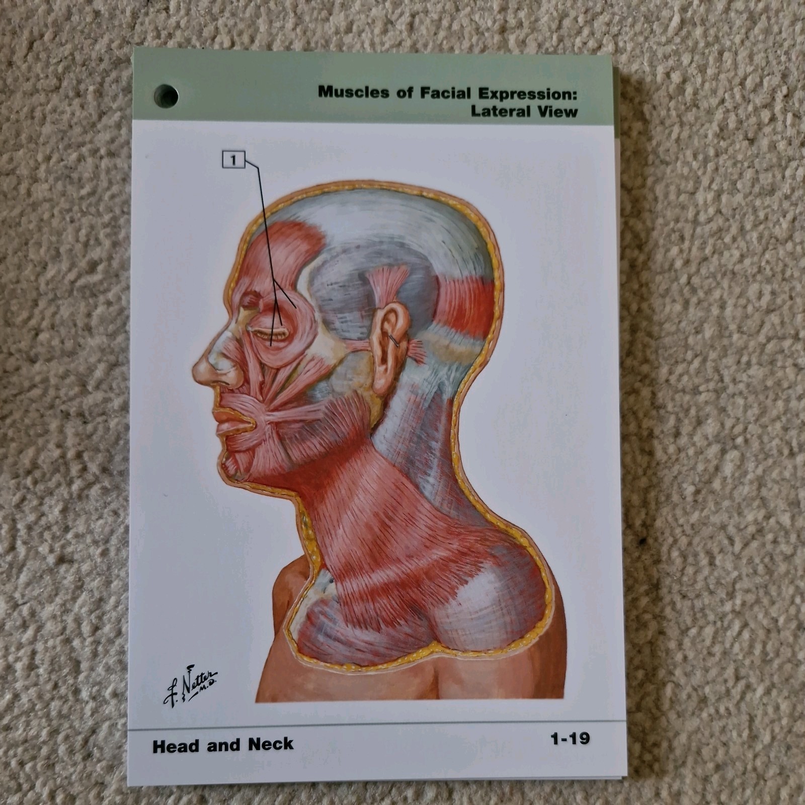 Netter’s Anatomy Flash Cards: With STUDENT C… by Hansen PhD, John T. Paperback